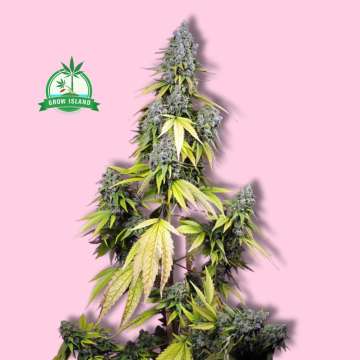 Jet Fuel Mandarine XL auto hemp flower long bud with pink background and green Grow Island logo in the left corner