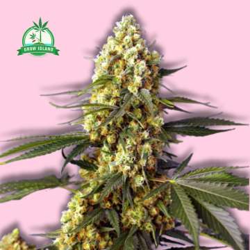 Strawberry Banana Gelato XL auto hemp flower long bud with pink background and green Grow Island logo in the left corner