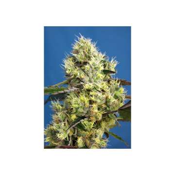 Sweet Cheese hemp flower bud