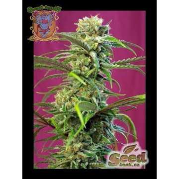 Sweet Tai hemp flower thinner taller bud