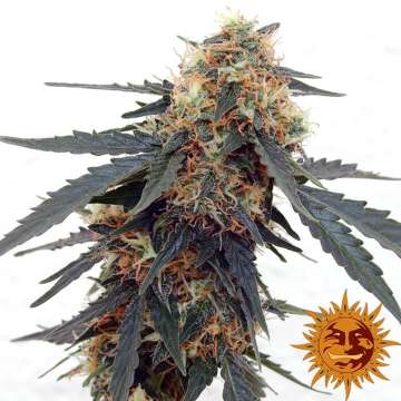 Tangerine Dream and orange barneys farm sun logo in the right lower corner