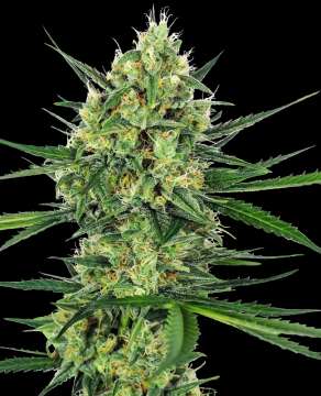 Tangerine Sugar hemp flower