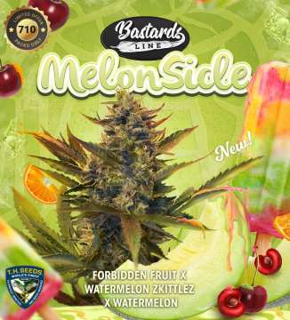 T. H. Seeds / FEM / Melonsicle
