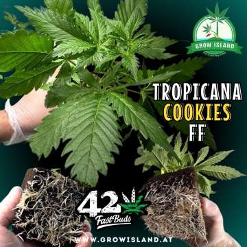 2 hands holding 2 Tropicana Cookies FF seedling with dark green background, green grow island logo in the upper right corner, Fast buds logo in the left upper corner, seedling name text in the upper middle and growisland.at in the lower middle