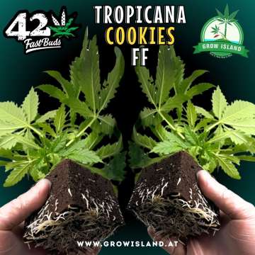 2 hands holding 2 Tropicana Cookies FF seedling with dark green background, green grow island logo in the upper right corner, Fast buds logo in the left upper corner, seedling name text in the upper middle and growisland.at in the lower middle
