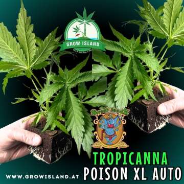 two hands holding two Tropicanna Poison XL AUTO seedling with dark green background, green grow island logo in the upper middle, sweet seeds elephant logo in the right lower middle, seedling name text in the right lower corner