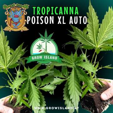 two hands holding two Tropicanna Poison XL AUTO seedling with dark green background, green grow island logo in the middle, sweet seeds elephant logo in the left upper corner, seedling name text in the upper middle