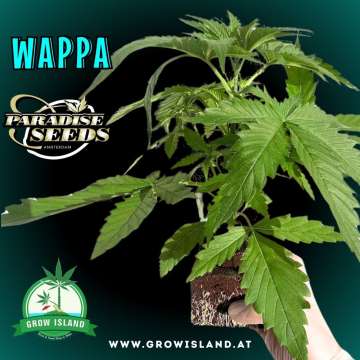 a hand is holding Wappa seedling with dark green background, green grow island logo in the lower middle, paradise seeds logo in the left upper corner, seedling name text in the upper left corner and growisland.at in the upper right corner