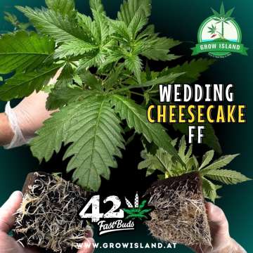 2 hands holding 2 Wedding Cheesecake FF seedling with dark green background, green grow island logo in the upper right corner, Fast buds logo in the left upper corner, seedling name text in the upper middle and growisland.at in the lower middle