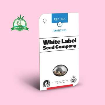 Purple Haze Seeds in plastic holder on a white paper with White Label Seeds Company text on it and pink background and green Grow Island logo in the left corner
