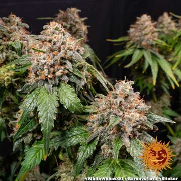 White Widow XXL cannabis flower bud with black background and orange barneys farm sun logo in the right lower corner